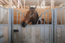 Head Of Horse Looking Over The Stable Doors On The Background Of Other Horses