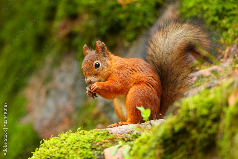 Red squirrel eating with green background - obrazy, fototapety, plakaty 