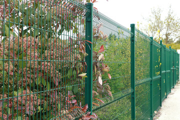 Canvas Print - Clôture de panneaux grillagés et arbustes en fleurs