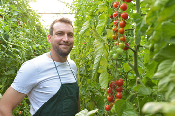 farmer in greenhouse growing and harvesting tires tomatoes for sale