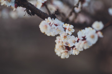 Beautiful floral spring abstract background of nature. Branches of blossoming apricot macro with soft focus on gentle light blue sky background. For easter and spring greeting cards with copy space