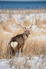 Wall Mural - Hokkaido sika deer, Cervus nippon yesoensis The deer is standing in the cold winter environment Japan Hokkaido Wildlife scene from Asia nature.