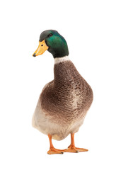 Poster -  brown standing beautiful white duck isolated on a white background.