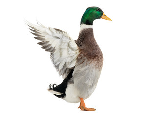 Wall Mural - standing beautiful brown duck with spread wings isolated on a white background.