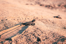 Little Turtle Crawling On A Sandy Beach