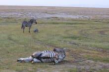 Mother Zebra Lying Down To Give Birth