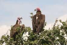 Lappet Faced Vultures Close Up