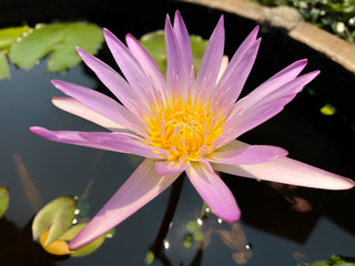 Wall Mural - micro​ shot​ of​ a​ purple lotus​ flower​ with​ green​ leaves in​ the​ pond.