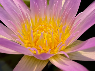 Wall Mural - close up yellow pollen of purple lotus flowers in the pond.