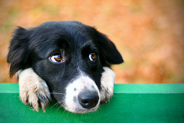 stray sad border collie dog in autumn park looking depressed. homeless witty dog with sad eyes look 