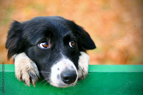 Fotomural Stray sad border collie dog in autumn park looking depressed