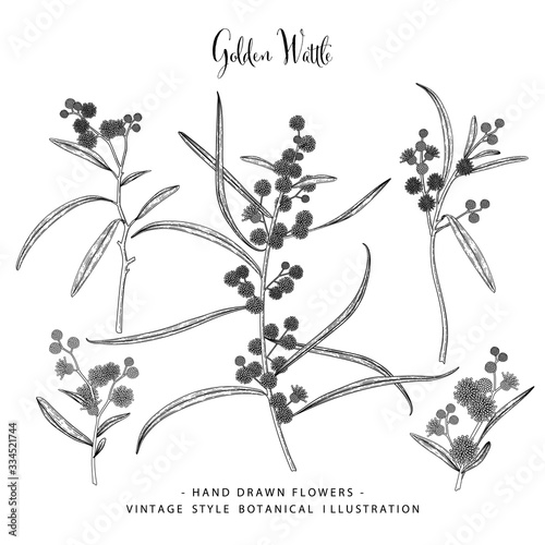 Vector Sketch Golden Wattle (acacia pycnantha) decorative set. Hand ...