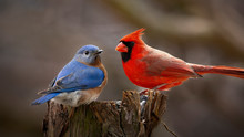Bluebird And Cardinal Together On Perch