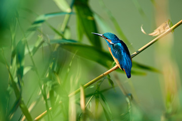 The common kingfisher sitting on the branch.  The common kingfisher (Alcedo atthis) also known as the Eurasian kingfisher or river kingfisher.  Atyrau Region. Kazakhstan. 