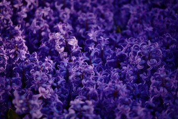 Beautiful purple plant bed