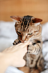 Wall Mural - Beautiful tabby pet cat sniffing human hand palm. Relationship of owner and a domestic feline animal. Adorable furry kitten friend. Friendship of human and cat.