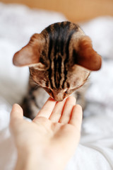 Wall Mural - Beautiful tabby pet cat sniffing human hand palm. Relationship of owner and a domestic feline animal. Adorable furry kitten friend. Friendship of human and cat.