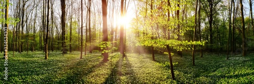 Fotomural Spring forest with bright sun shining through the trees