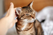 © anoushkatoronto - Man woman petting stroking tabby cat by hand. Relationship of owner and a domestic feline animal pet. Adorable furry kitten friend enjoying caress. Friendship of human and cat.