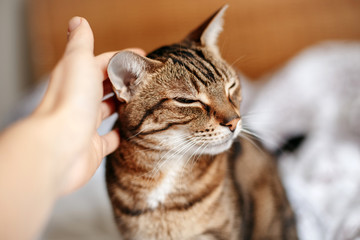 Man woman petting stroking tabby cat by hand. Relationship of owner and a domestic feline animal pet. Adorable furry kitten friend enjoying caress. Friendship of human and cat.