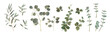 Set of various branches isolated on a white background. Vector illustration of greenery, foliage and natural leaves. Design element for floral composition and bunch