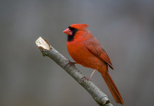 Northern Cardinal Male, Cardinalis Cardinalis, Perched On Branch Gray Background