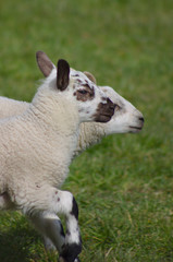 portrait of two lambs