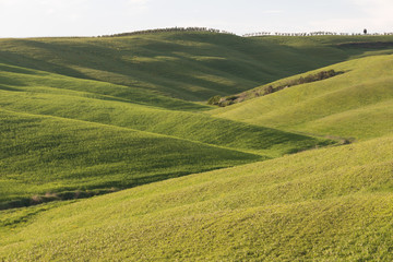 Poster - Beautiful colors of green spring panorama landscape of Tuscany. Most popular place in Italy. Green fields and blue sky and Cypress tree scenic road near Siena. Travel holiday background concept