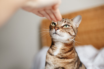 Wall Mural - Man woman giving open empty hand palm to tabby cat. Relationship of owner and domestic feline animal pet. Adorable furry kitten friend. Person trying to train or stroke a cat.
