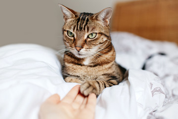 Wall Mural - Man giving open empty hand palm to tabby cat. Woman touching cats paw as a sign of support, compassion and care. Relationship friendship of human and domestic feline animal pet.