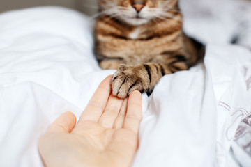 Wall Mural - Man giving open empty hand palm to tabby cat. Woman touching cats paw as a sign of support, compassion and care. Relationship friendship of human and domestic feline animal pet.