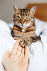Wall Mural - Man giving open empty hand palm to tabby cat. Woman touching cats paw as a sign of support, compassion and care. Relationship friendship of human and domestic feline animal pet.