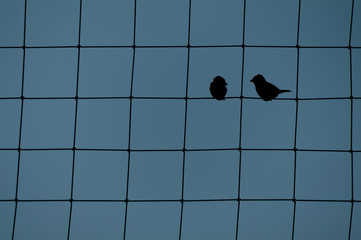 Two birds are sitting at the wire