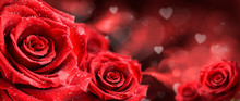 Red Roses Flower On Valentine Background.  Valentines Day Wide Rose Banner.