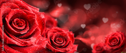 Red roses flower on valentine background.  Valentines day wide rose banner.