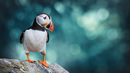 atlantic puffins bird or common puffin in ocean blue background. fratercula arctica. norway most pop