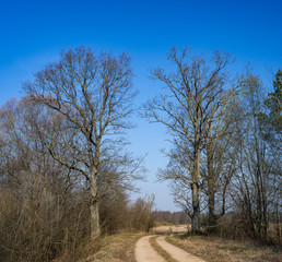 two oaks on the road