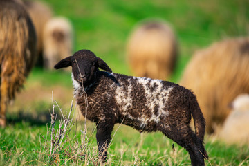 Wall Mural - Sheeps on the grass