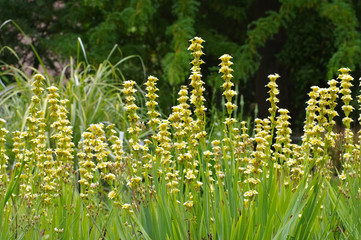 Canvas Print - Binsenlilie Sisyrinchium striatum, eine immergrüne Staude - pale yellow-eyed-grass or Sisyrinchium striatum