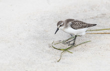 A Sandpiper Looking For Food On The Beach In Summer
