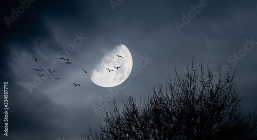 horror landscape with moon and birds and bare trees