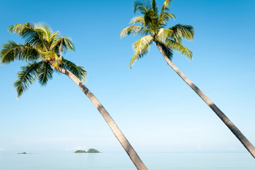 Wall Mural - Slender palm trees towering over flat calm tropical seas