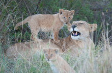 Female Lion With Cubs In The Sambura Game Reserve, Kenya, Africa.