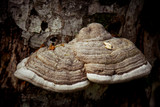 Fototapeta Lawenda - the fungus grows on a tree in the forest
