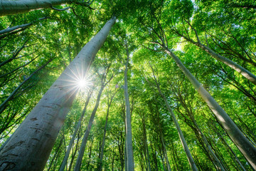 Wall Mural - green forest in summer with sunlight shining through the trees