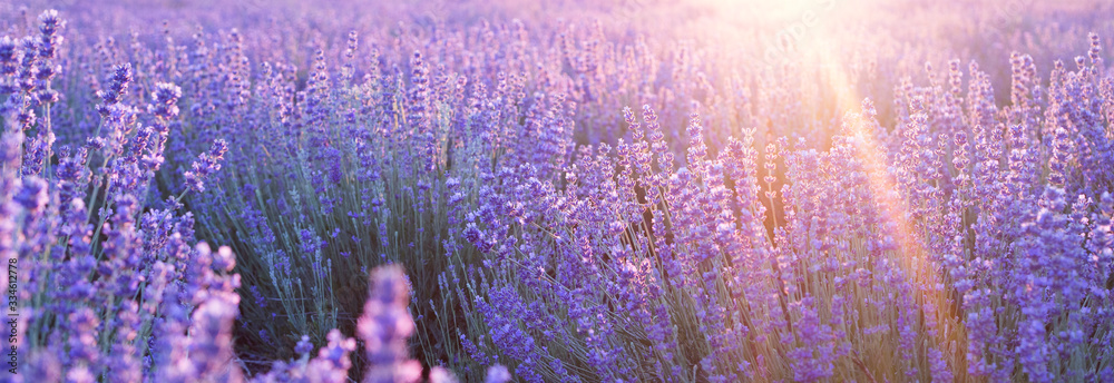 Flowers at sunset rays in the lavender fields in the mountains. Beautiful image of lavender over summer sunset landscape. - obrazy, fototapety, plakaty 