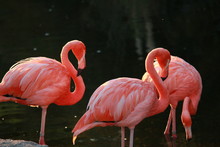 Pink Flamingo In The Zoo