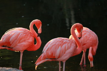 Obraz na płótnie egzotyczny tropikalny flamingo