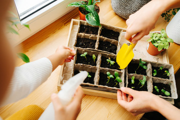 Two people gardening seedlings on windowsill. No heads, hands only.