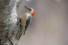 Red-bellied Woodpecker On Side Of Tree Trunk